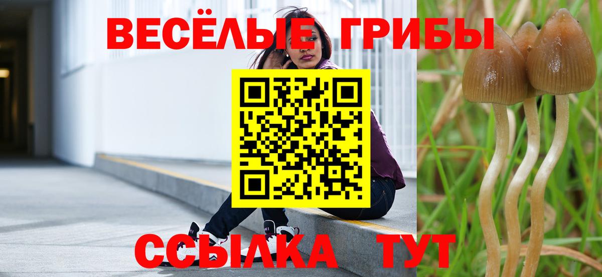 Псилоцибиновые грибы Cubensis  Галлюциногенные грибы мицелий  Кореновск  Вход с VPN 